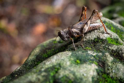 Close up of brown grasshopper in the forest. Macro conceptual. Stock Photos