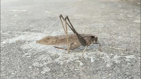 Close-up of a brown grasshopper perched on a cement ground Stock Footage 293549033