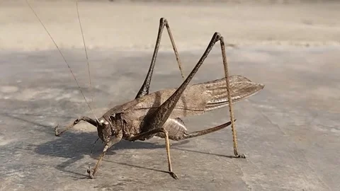 Close-up of a brown grasshopper perched on a cement ground, basking in the.. Stock Footage 293549036