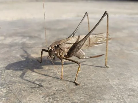 Close-up of a brown grasshopper perched on a cement ground, basking in the.. Stock Photos