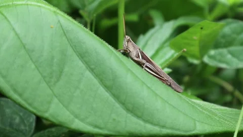 Close up of a brown grasshopper resting top of a large leaf Video stock 159762912