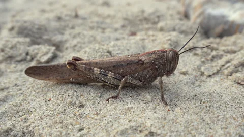 Close-Up of a Brown Grasshopper on Sandy Ground Stock Footage 328110294