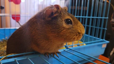 Close up of a brown guinea pig looking out from its cage Stock-Footage 337653844