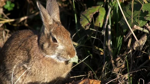 Close up brown hare is eating nettle leaf Video stock 168222587