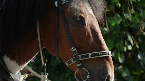 Close-up brown harnessed horse Video stock 94431463