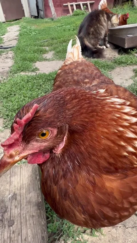 A close-up of a brown hen in a farmyard. A gray cat is seen in the background Stock Footage 318839866