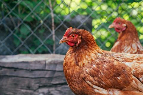 A close-up of a brown hen observing its surroundings in a garden during a sun Stock Photos