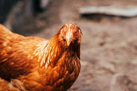 A close-up of a brown hen observing its surroundings in a garden during a sun Stock Photos
