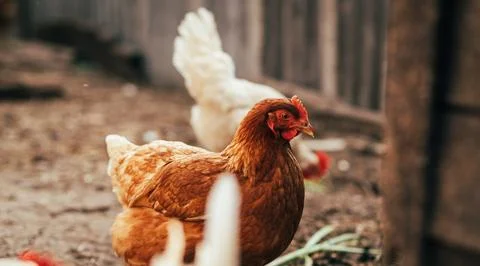 A close-up of a brown hen observing its surroundings in a garden during a sun Foto stock