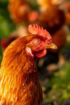 Close up of a brown hen on an organic free range chicken farm, Germany 스톡 사진