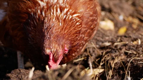 Close-up of a brown hen pecking at the ground, showcasing its feathers and beak, Video stock 317555245