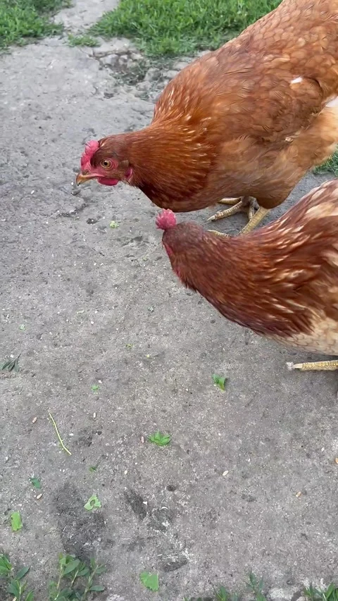 A close-up of a brown hen pecking at the ground on a farm. The hen has a reddish Stock Footage 318839900