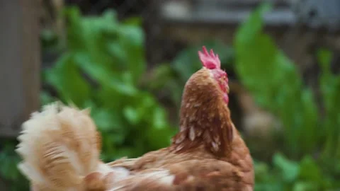 Close up brown hen with white feathers on blurry background on poultry farm Video stock 155656643