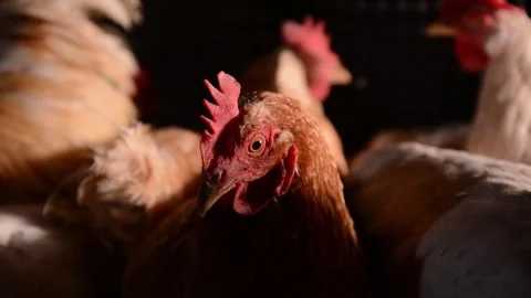 Close-up of a brown hen's head with other chickens in the background Stockbeeldmateriaal 278176074