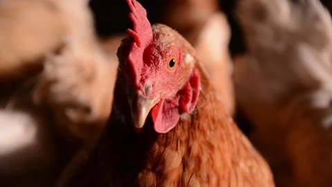 Close-up of a brown hen's head with other chickens in the background Stockbeeldmateriaal 278176085