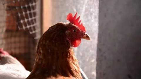 Close-up of a brown hen's head with other chickens in the background Vídeos de archivo 278176086