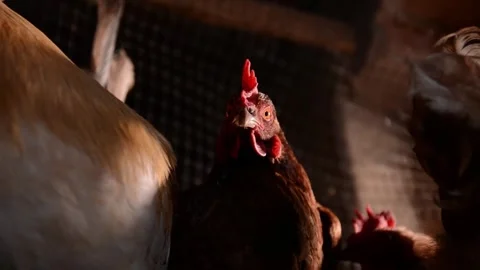 Close-up of a brown hen's head with other chickens in the background 库存影片 278245310