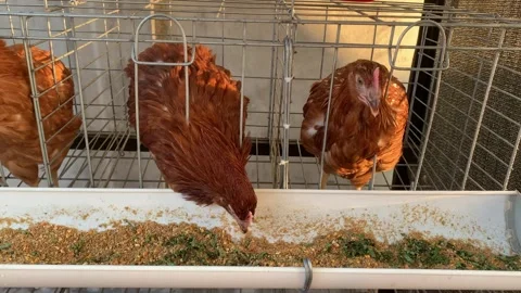 Close up of brown hens on a poultry farm. Egg farm. Laying hens. Video stock 343918673