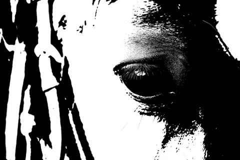 Close Up of a brown horse eye. Stock Illustration