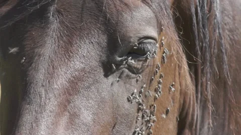 Close-up of a brown horse muzzle and eyes with annoying flies Stock Footage 94261059