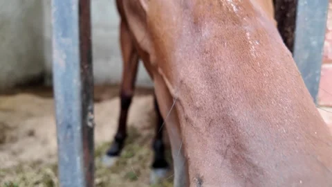 A close up of a brown horse peeking its head through stall bars inside a stable. Stock Footage 343377361