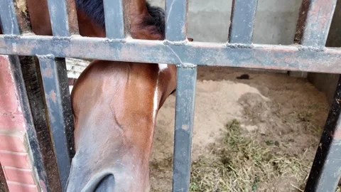 Close up of a brown horse peeking through stall bars. Stock Footage 343377422