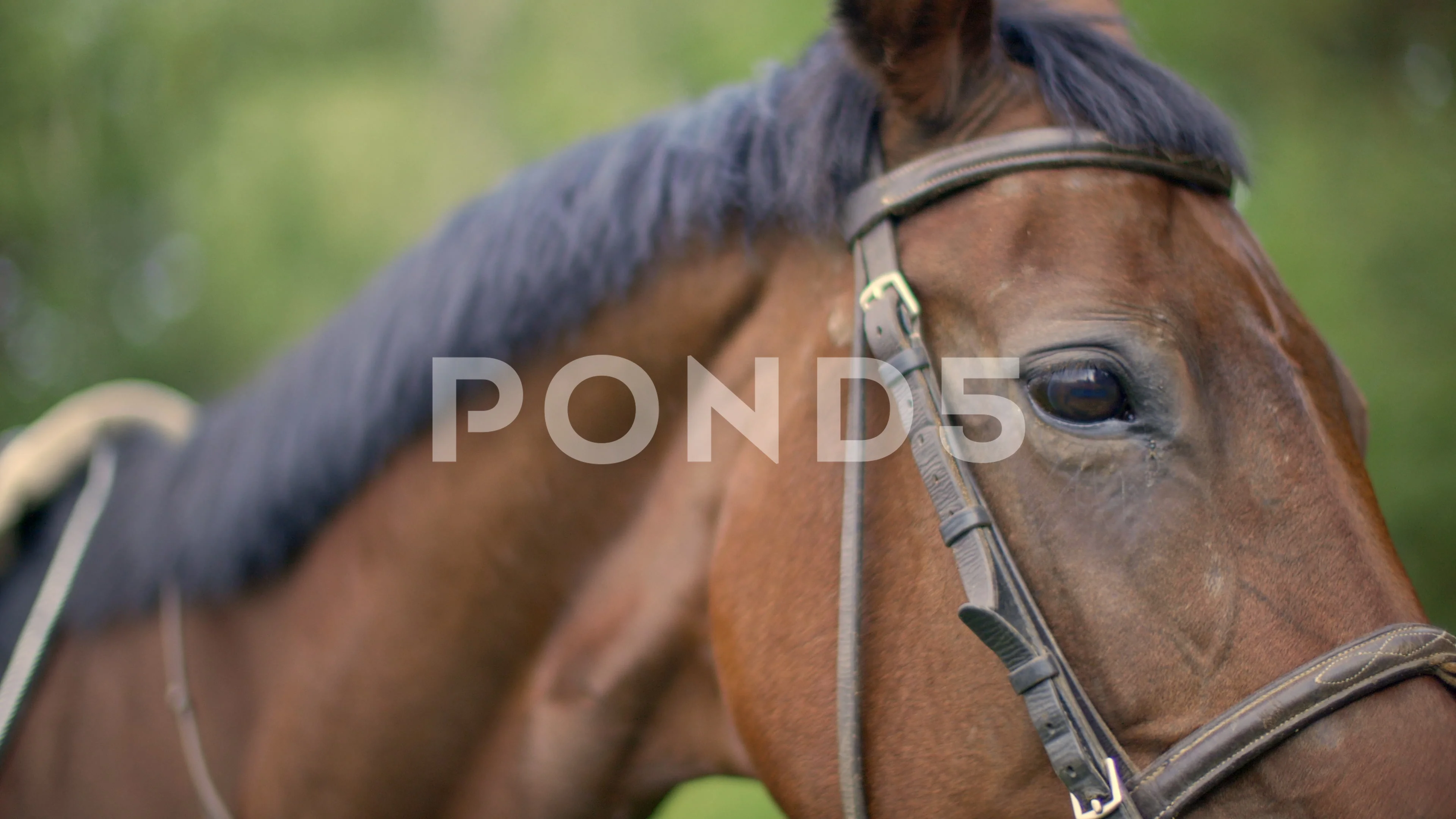 Horse Face Stock Footage Royalty Free Stock Videos Pond5