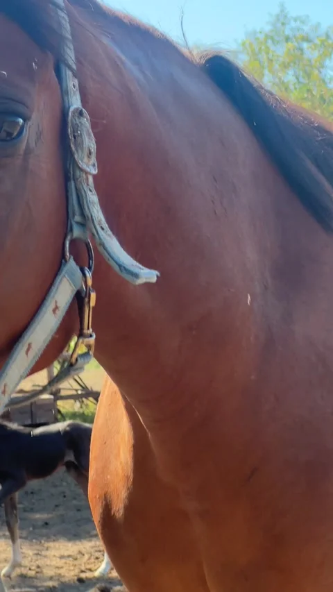 Close-up of a Brown Horse in a Ranch Stock Footage 303168110