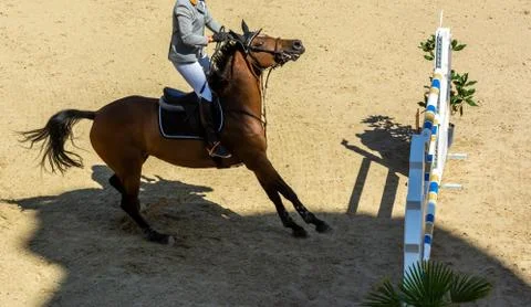 Close Up of Brown Horse refusing to Jump the Obstacle during a Horse Competit 库存照片