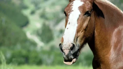 A close up of a brown horse standing next to a cow Stock Footage 155356853