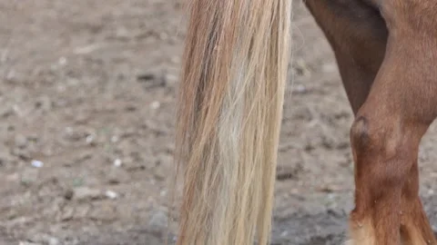 Close-up brown horse wagging tail Video stock 237098334