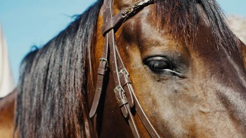 Close up of a brown horse's eye with leather bridle blinking slowly 库存影片 339581244