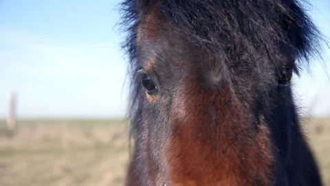 Close up of brown horse's face. Stock Footage 85609981