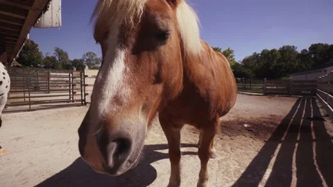 Close up of brown horse's face in a stable Stock Footage 147880883