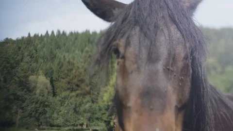 Close up on brown horses Video stock 92408949