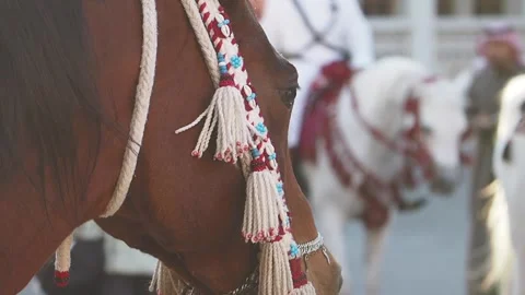 Close up of a brown horse's head decorated for a parade with braided tassel.. Video stock 333158356