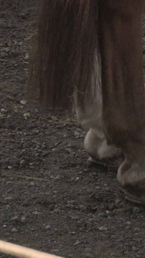 Close up of a brown horse's legs and hooves walking on dark soil in an Vidéo 331002189