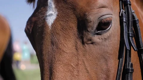 Close-up of the brown horse's muzzle. The horse is wearing a harness 스톡 동영상 151554544