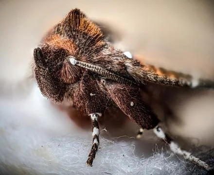 Close Up of Brown Insect with Detailed Texture and Fine Hairs on Soft Background Stock Photos