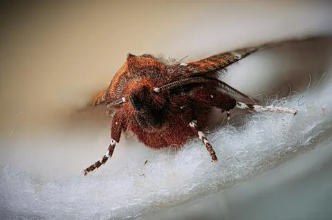 Close Up of a Brown Insect Sitting on White Surface with Blurred Background Stock-Fotos
