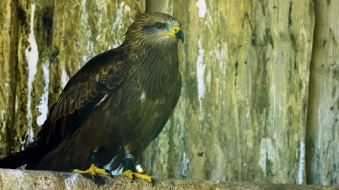 Close up of a brown kite  Stock Footage 274264802