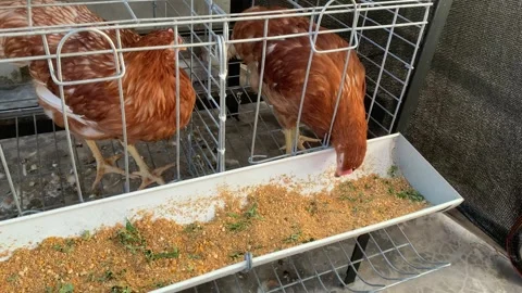 Close up of brown Laying hens on a poultry farm Stock Footage 340961640