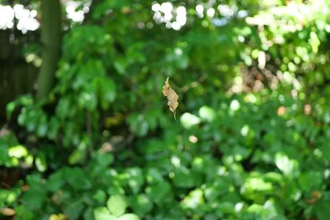 Close of brown leaf with a bokeh background of green leaves Stock Photos