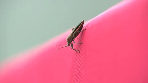 Close-up of a brown leaf bug sitting on a pink cheir against a white background  Stock Footage 290775688