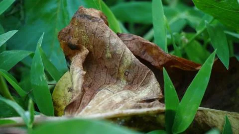 Close up of a brown leaf fallen on a patch of green grass Stock Photos