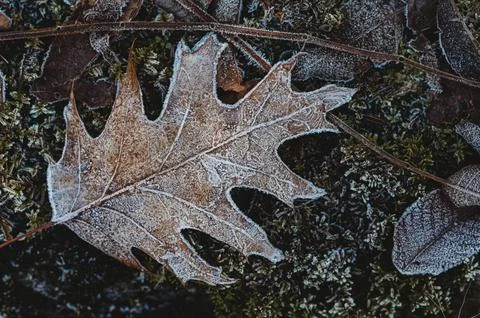 Close up of brown leaf on the ground covered in frost on a cold day. Stock Photos