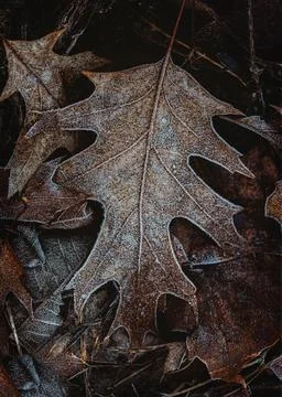 Close up of brown leaf on the ground covered in frost on wintery day. Stock Photos