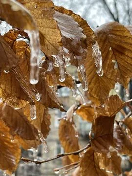 Close up of brown leafs covered in ice glaze during winter Stock Photos