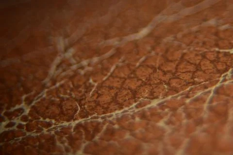 Close up of brown leather texture background macro photography Stock Photos