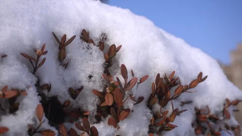 Close up of brown leaves covered in fresh white snow during winter season Stock Footage 342260098